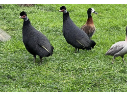 Kenyan Crested Guineafowl